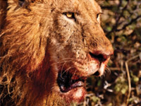 ������ �7 ��������� �� ��������� ������ � �������� ��������� ������ ������. ������� ����������