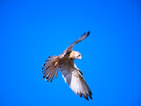 ������ �7 ������� �� ������