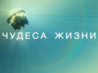 ��������� ��� ������� ���������� ������ �����